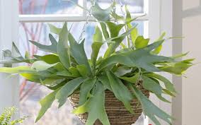 Geweihfarn Aussergewohnliche Zimmerpflanze Geweihfarn Pflanzen Farn