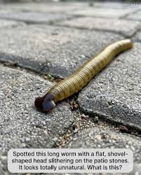Found this on my patio and I'm genuinely creeped out. What kind of worm has  a flat shovel-shaped head?? This doesn't look like anything normal. Someone  please tell me what this is ** ***
