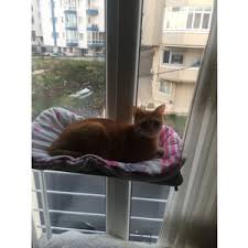 kediler icin cam yatagi yatak ve mobilya tasarimi