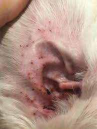 Image result for mold in the ear dog