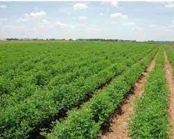 Looking for ontario farms or acreages for sale? Agriculture Land For 10 Lakhs Acre Is Sale Agriculture Land For Sale In Bangalore 141627969 Clickindia