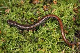 The California Slender Salamander Batrachoseps Attenuatus Is A Lungless Salamander That Is Found Primari Amphibians Animal Companions Reptiles And Amphibians