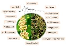 Image result for Embelia