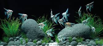 Before we jump in and explore aquascaping there needs to be a functioning aquarium environment. Aquascaping Inspiration Oase Living Water