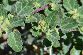 Image result for Chenopodiastrum