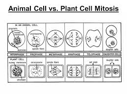 Animal cell and plant cell mitosis. How Is Mitosis In Plant Cells Different From Mitosis In Animal Cells Brainpop