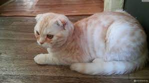 Скоттиш-фолд (Шотландская вислоухая кошка) - «Знакомьтесь: Перс! Порода:  шотландский вислоухий, подвид: кот диванный. » | отзывы