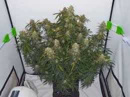 Maybe you would like to learn more about one of these? Northern Lights Autoflower Easy Growing Feminized Auto Seeds Weedstockers