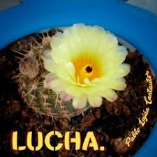 Stream Pablo Lujan music