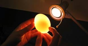 We did not find results for: Mengamati Telur Ayam Petelur Poultryshop Indonesia