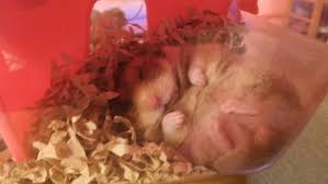 ハムスター 死後