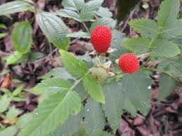 Image result for Rubus rosifolius