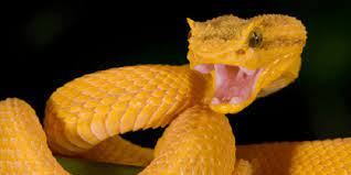 Snake Island Golden Lancehead 10 Most Deadliest Snakes In The World All Time Lists Viper Snake Pit Viper Snake