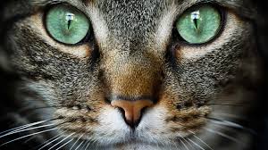 The outdoor world poses dangers like predators, infected animals, airborne diseases, traffic and so forth. Cat Tales Nova Pbs