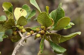 Image result for Uapaca guineensis