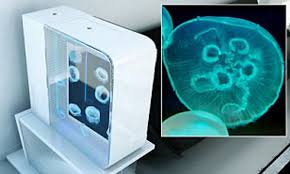 Ah, the moon jellyfish.what's not to love about this pretty floating flower of the sea. Jellyfish Become Trendy New Pet In Uk As Brit Firm Sells Out Of Hi Tech Tanks Daily Mail Online