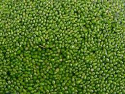 Image result for Wolffia arrhiza