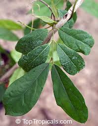 Image result for Strophanthus speciosus