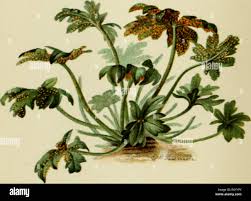 Image result for Heteromorpha involucrata