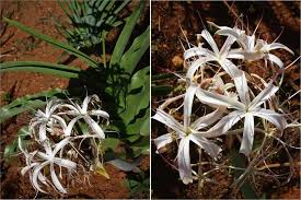 Image result for Crinum buphanoides
