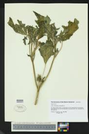 Image result for Datura ferox