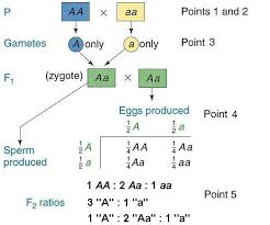 Ab aabb aabb aabb aabb. Primer Of Mendelian Genetics