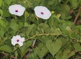 Image result for Ipomoea marginata