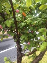 The branches grow straight and twigs are often spiny in. Mexican Plum Keep Austin Biodiverse