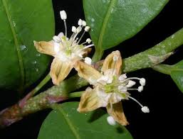 Image result for Aneulophus