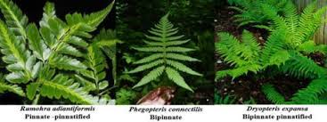 Image result for Cyclosorus striatus