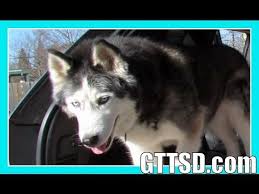 Youtube Giant Dogs Giant Dog Beds Dogs