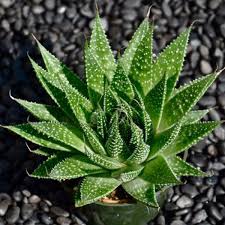 Check spelling or type a new query. How To Grow And Care For A Lace Aloe Aloe Aristata Dummer Garden Manage Gfinger Is The Best Garden Manage App