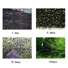 Dwarf Hairgrass Care Sheet: Aquarium Requirements, Propagation & Habitat  Mates | Petco
