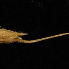 Image result for Echinochloa jubata