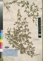 Image result for Tephrosia radicans