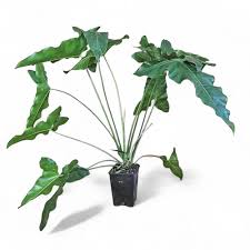 Image result for Vincetoxicum stenolobum