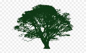 Tree Drawing With Color Png Oak Tree Clip Art Black And White Free Transparent Png Clipart Images Download Black trees and roots silhouettes with leaves.