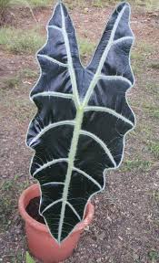 Alocasia Amazonica Cactus Plants Foliage Beautiful