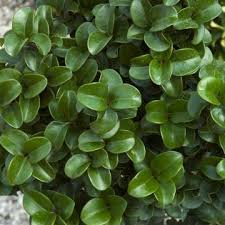 Image result for Lythrum rotundifolium