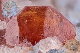 Image result for Monothecium