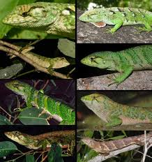 Image result for Polychrus liogaster