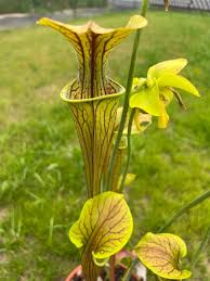 Image result for Peddiea orophila