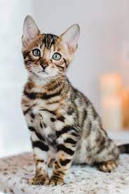 Pretty Bengal Kitten In 2021 Bengal Cat Kitten Bengal Cat Bengal Kitten