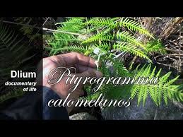 Image result for Pityrogramma argentea