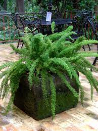 Foxtail Fern Flower Juice Best Flower Wallpaper