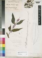 Image result for Agelanthus