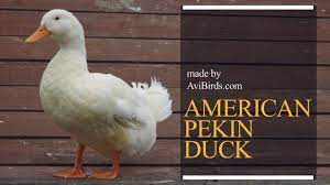 Pekin duck is an old dual purpose duck breed. American Pekin Duck Pekin Duck Youtube
