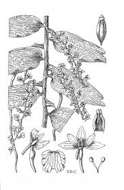 Image result for Diaphananthe sarcophylla