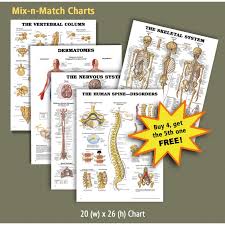 Back Talk Systems Colorado Dermatomes Anatomical Chart