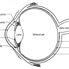 Check spelling or type a new query. Anatomy Of The Eye Human Eye Anatomy Owlcation